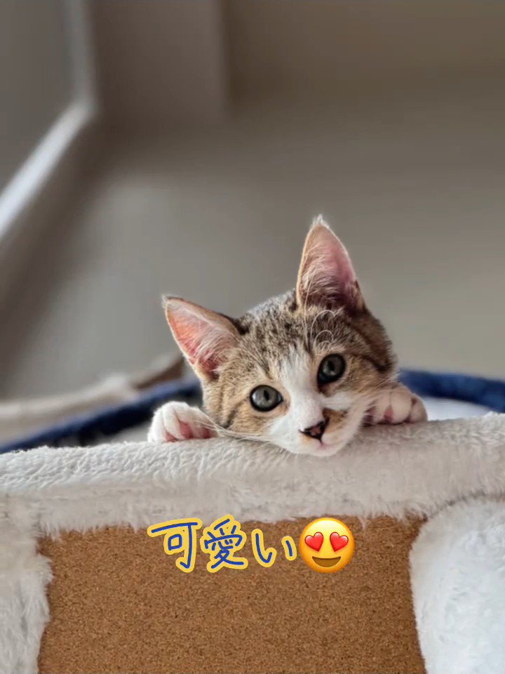 下をのぞく子猫の顔