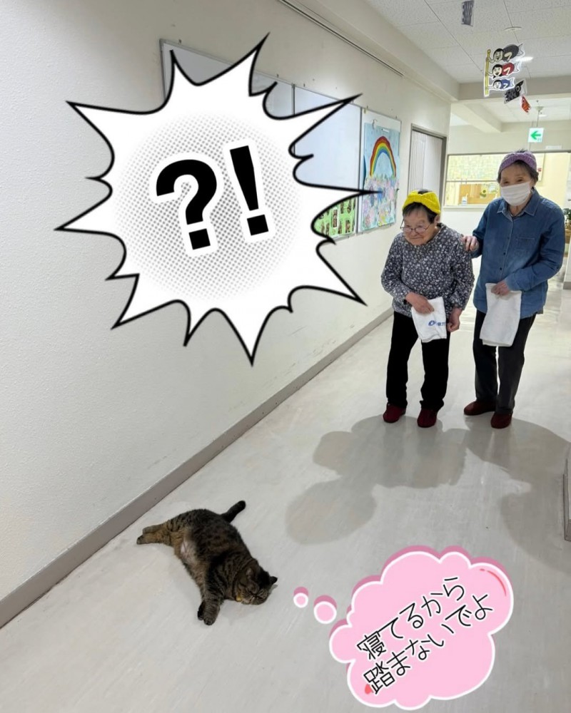 床で寝ている猫