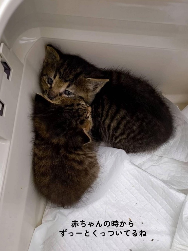 隅で固まる2匹の子猫