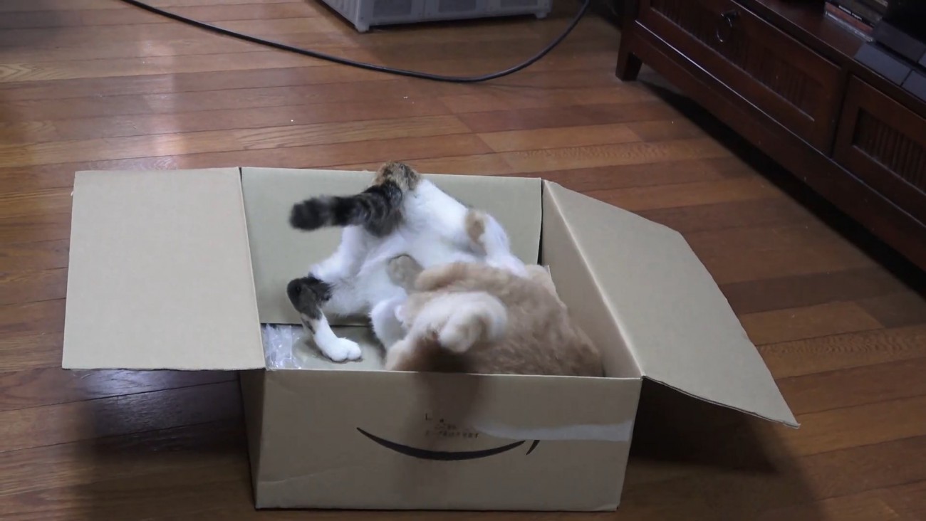 ダンボールの中にいる2匹の猫