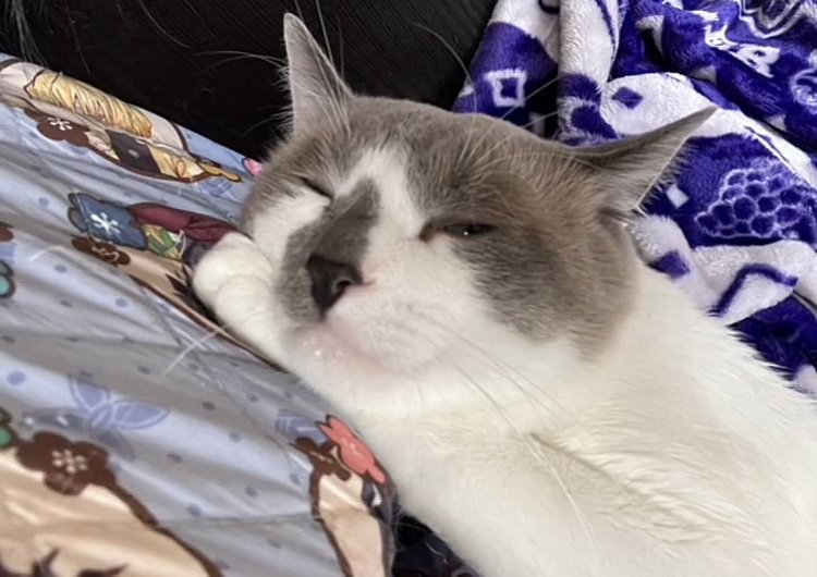 布団の上でくつろぐ白グレー猫