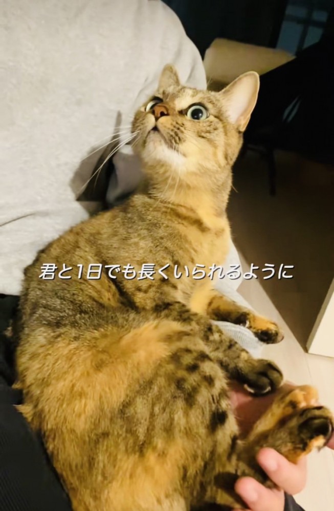 投稿主さんに抱っこされる保護猫