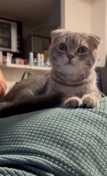 ブラッシングされている猫