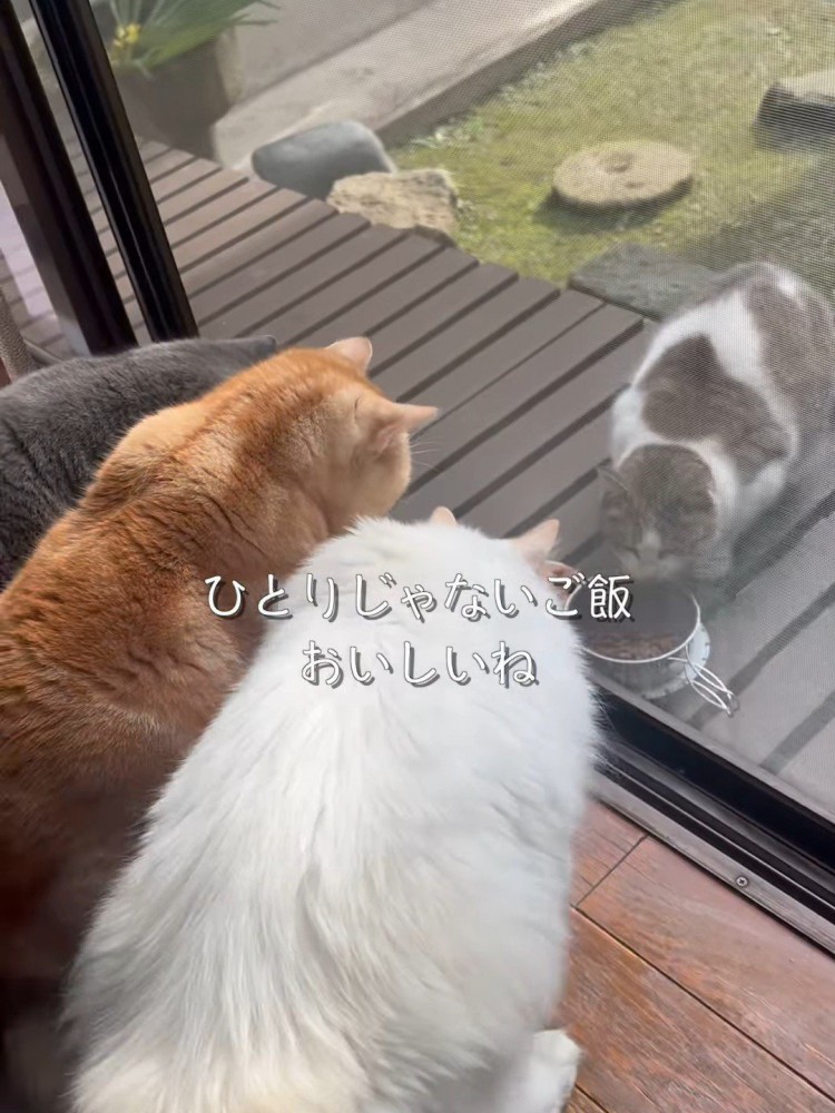 猫に見られながらごはんを食べる猫