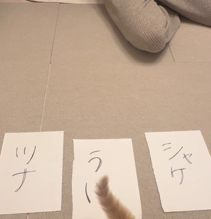 3枚の紙と猫