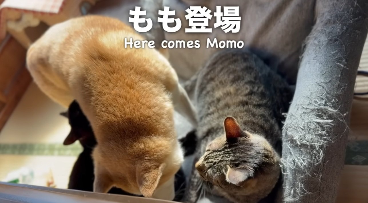 毛づくろいをしあう2匹の猫の間にはいる柴犬