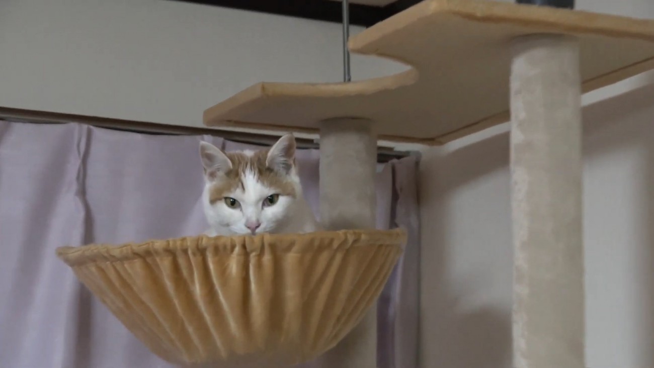 ハンモックにいる猫