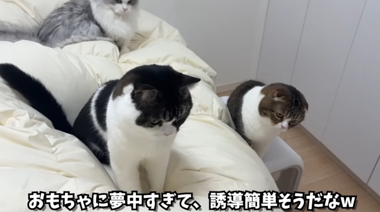 寝室で遊んでいる猫達