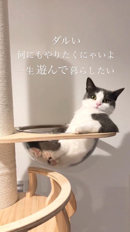 キャットタワーのボウルから身を起こしてカメラを見つめる猫