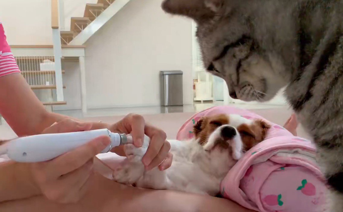 爪やすりをかけられている犬の姿を見守る猫