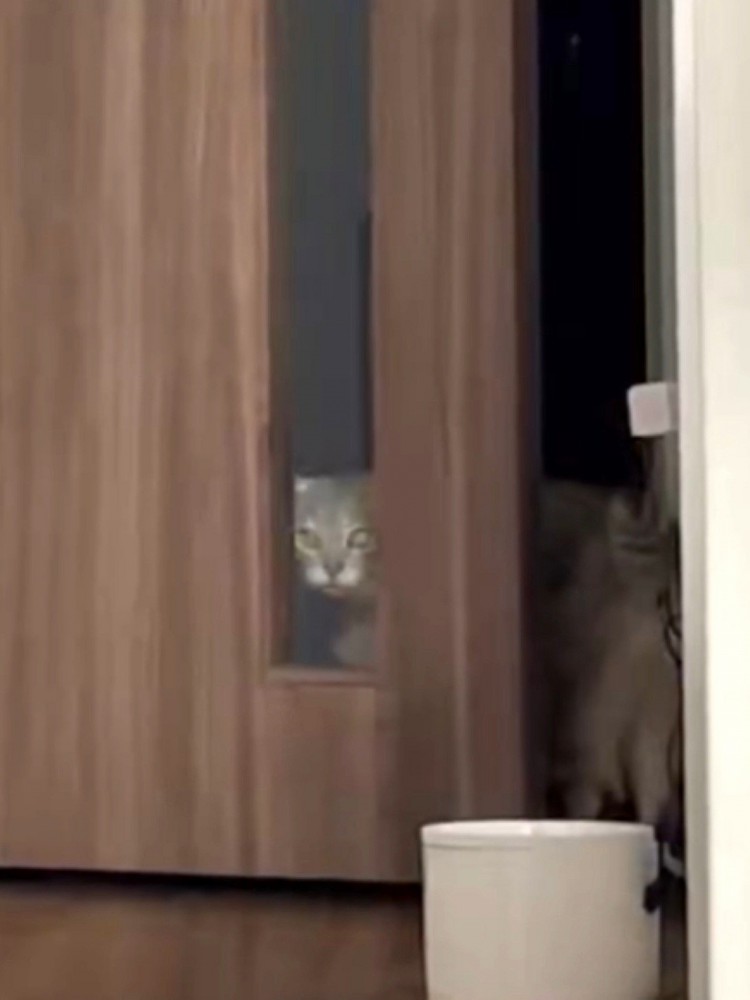 ガラス窓から元居た部屋の中を見る猫