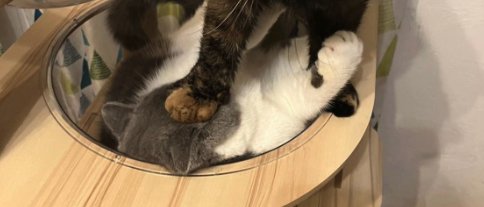 キャットタワーにいる2匹の猫正面やや引き（猫だけをアップに切り取り）