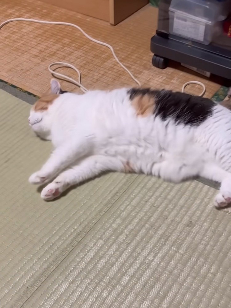横になっている猫