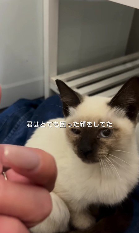 困り顔の猫