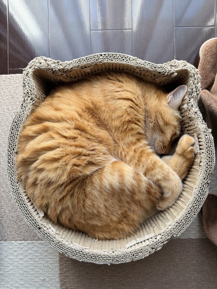 ニャンモナイト（耳が爪とぎベッドの猫耳にはまっている）