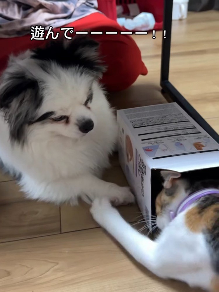 犬に前足を伸ばす猫