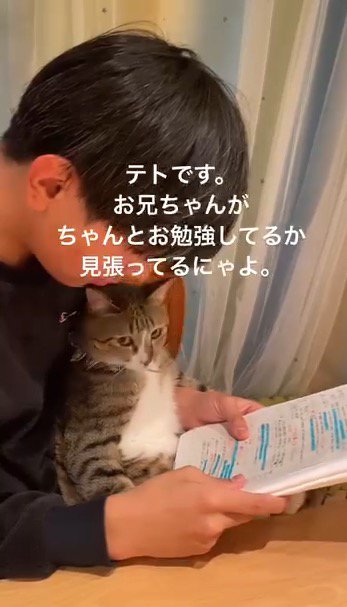男の子の膝に座る猫