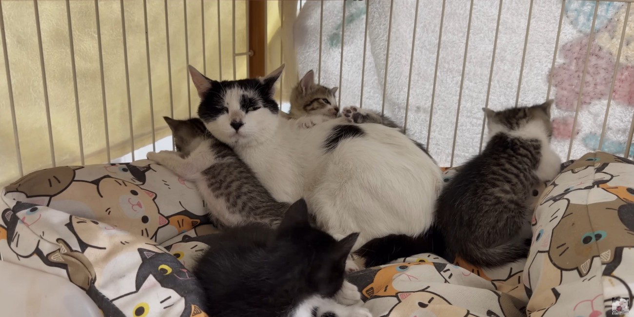 4匹の子猫と母猫