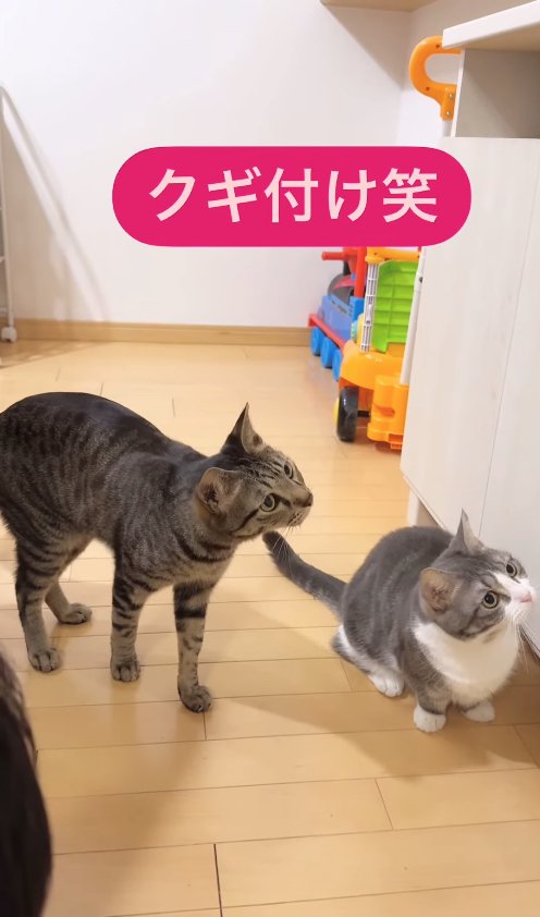 画面右側を見ている2匹の猫