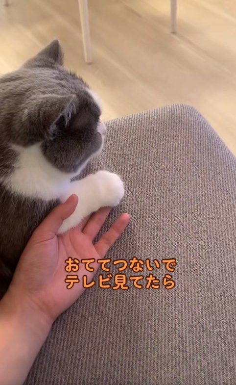 飼い主の手に前足を乗せている猫の斜め後ろ姿「おててつないでテレビ見てたら」