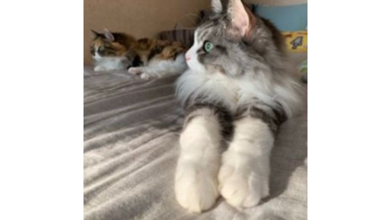 室内にいる猫たち