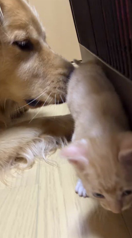 子猫を優しい目で見つめる犬