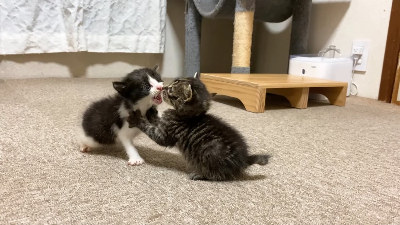 向かい合う2匹の子猫