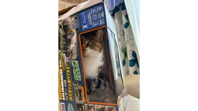 箱に入っている猫