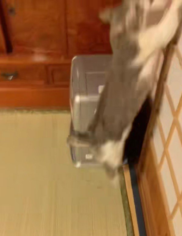 障子を駆け上がる猫