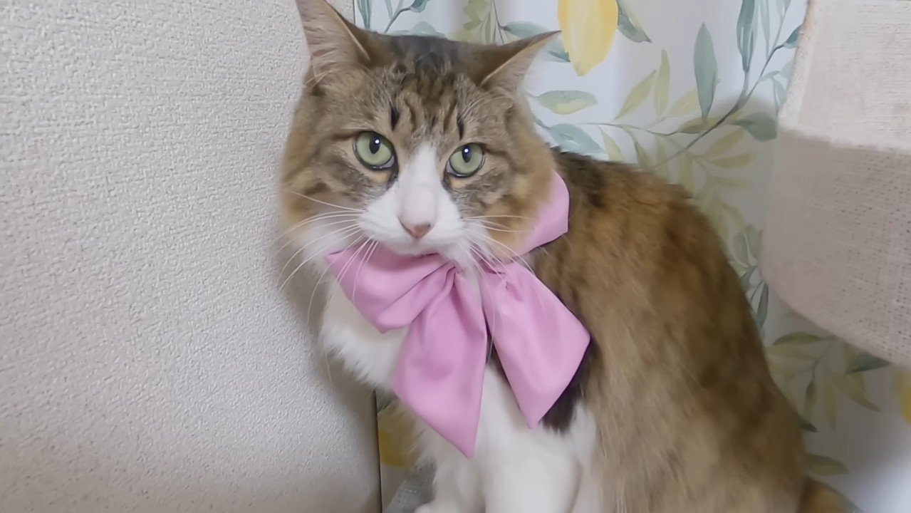 ピンクのリボン