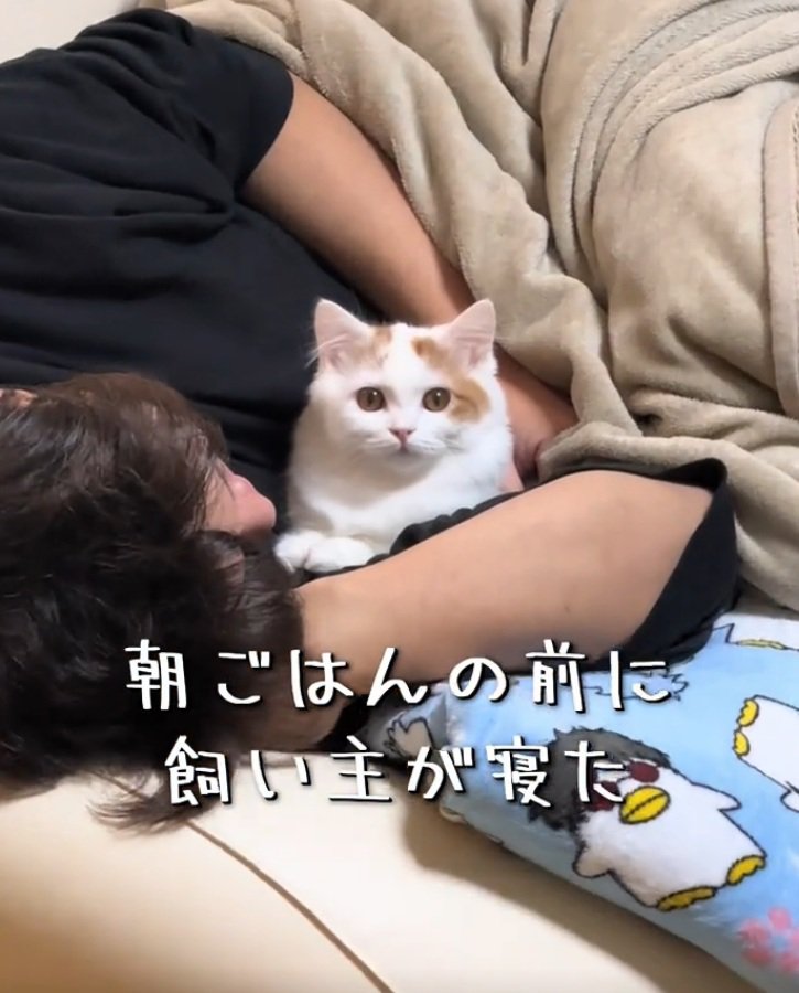 カメラ目線の猫