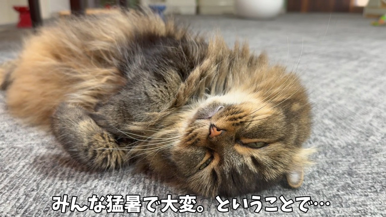 眠る猫