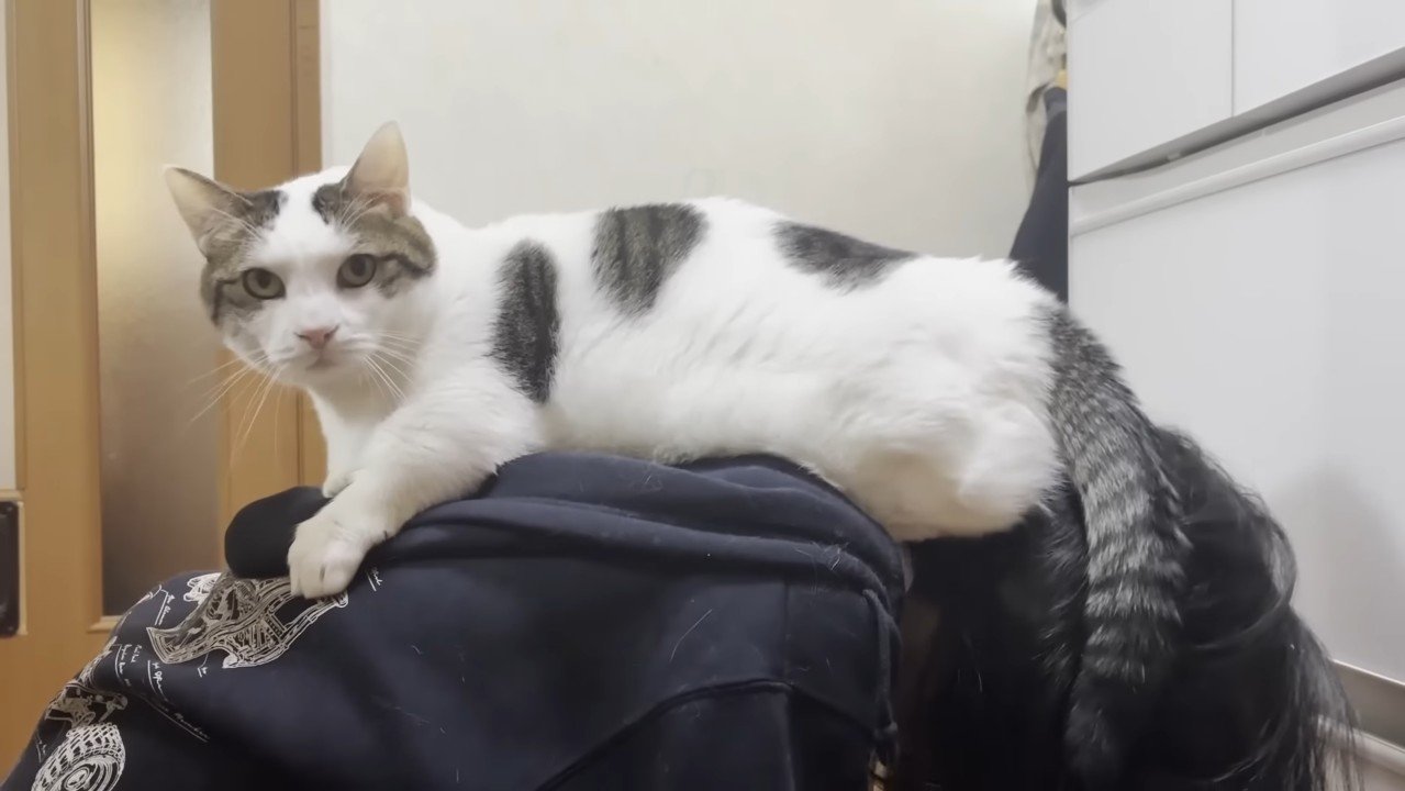 頭の上(横から)