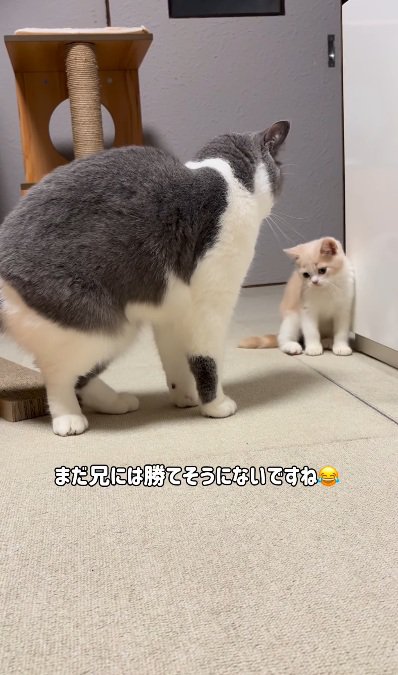 立ち上がっているマンチカンと子猫