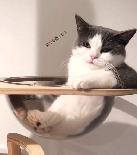 凜々しい顔でカメラを見つめる猫