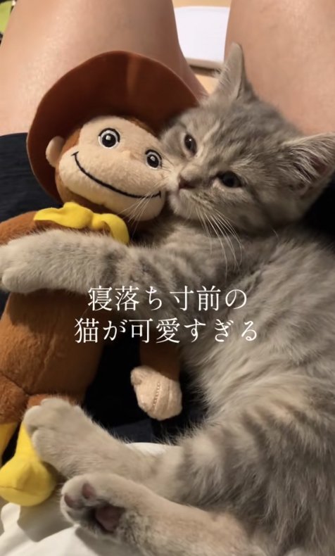飼い主の膝の上でぬいぐるみを抱えて目をやや細めている子猫