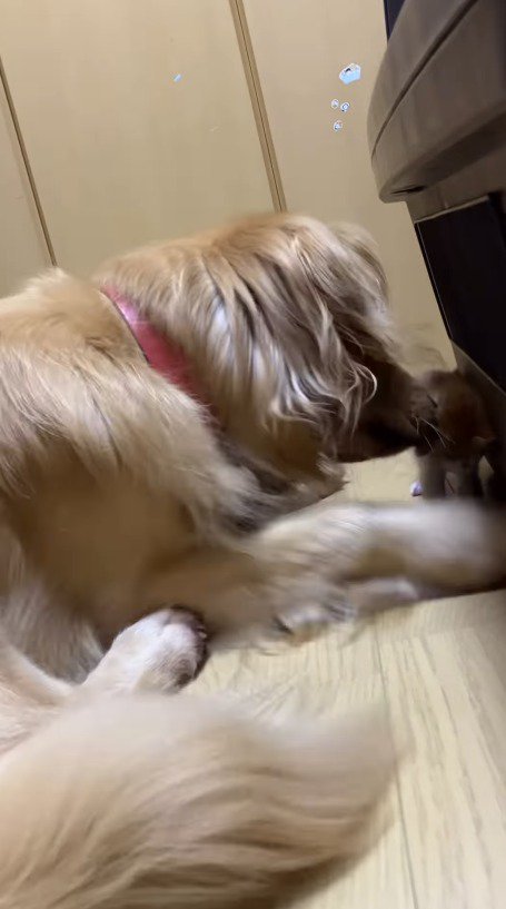 子猫の頬に顔を近づける犬