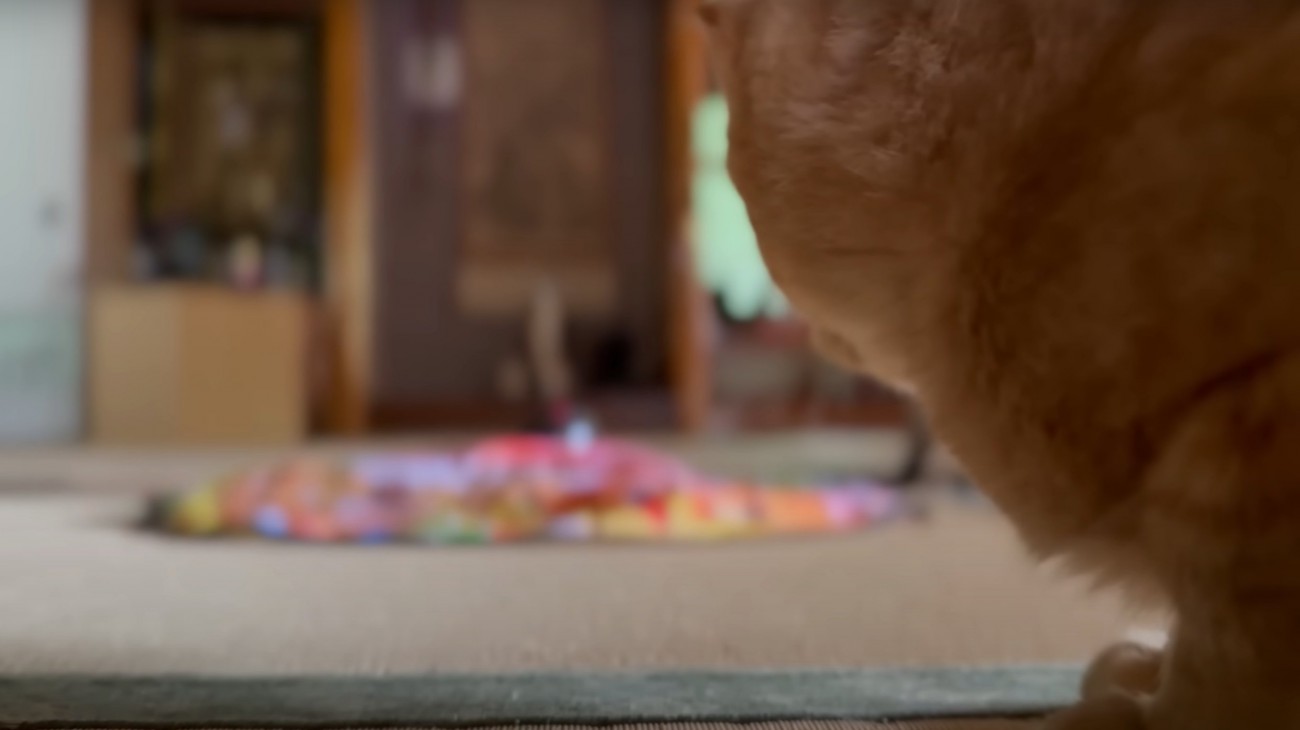 おもちゃで遊ぶ猫を見る猫