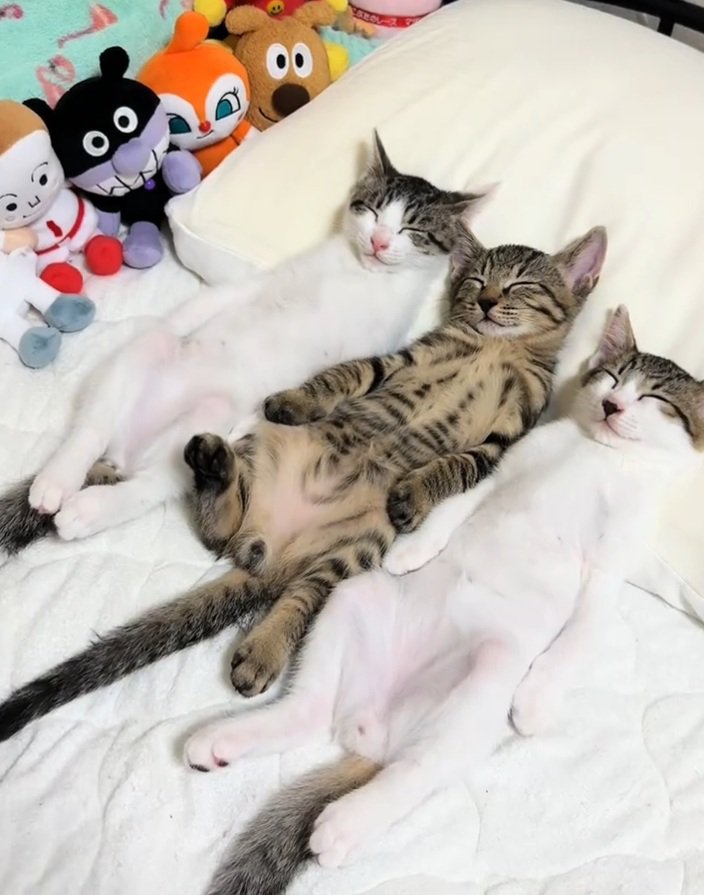 眠る3匹の猫
