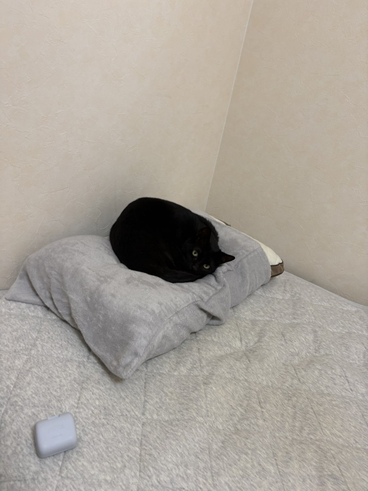 枕に乗る黒猫