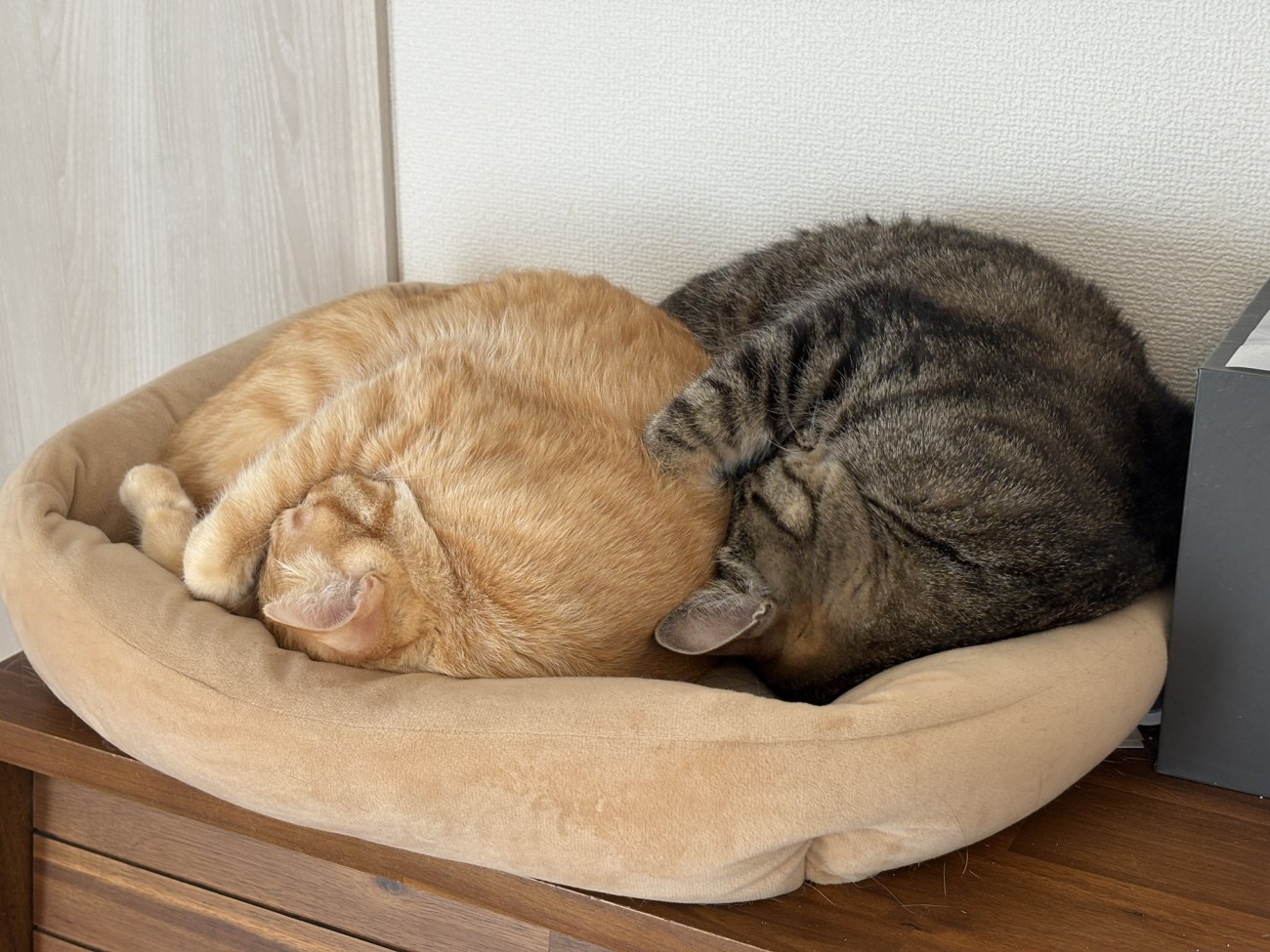丸くなって寝ている2匹の猫