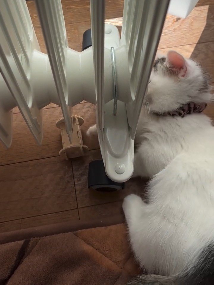 ヒーターの下にあるおもちゃを取ろうとする子猫