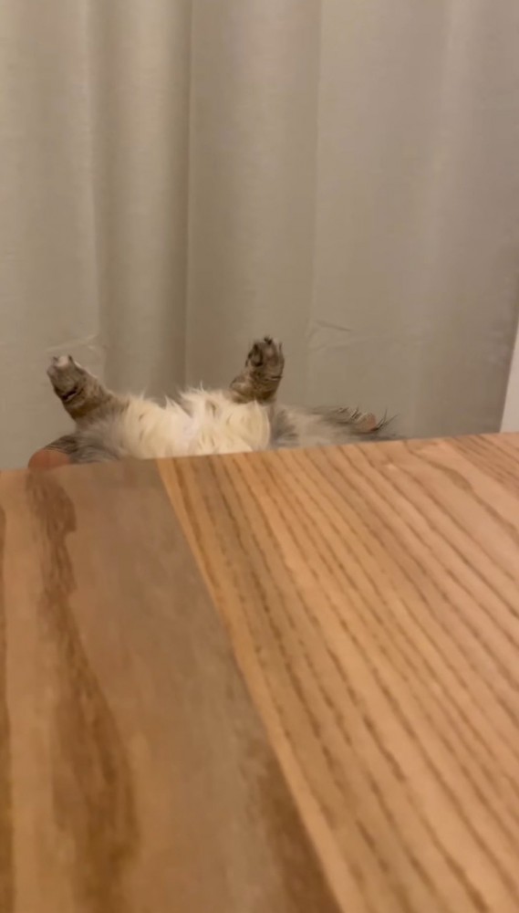テーブルの陰から見えている猫の後ろ足