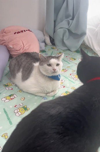 向かい合っている2匹の猫