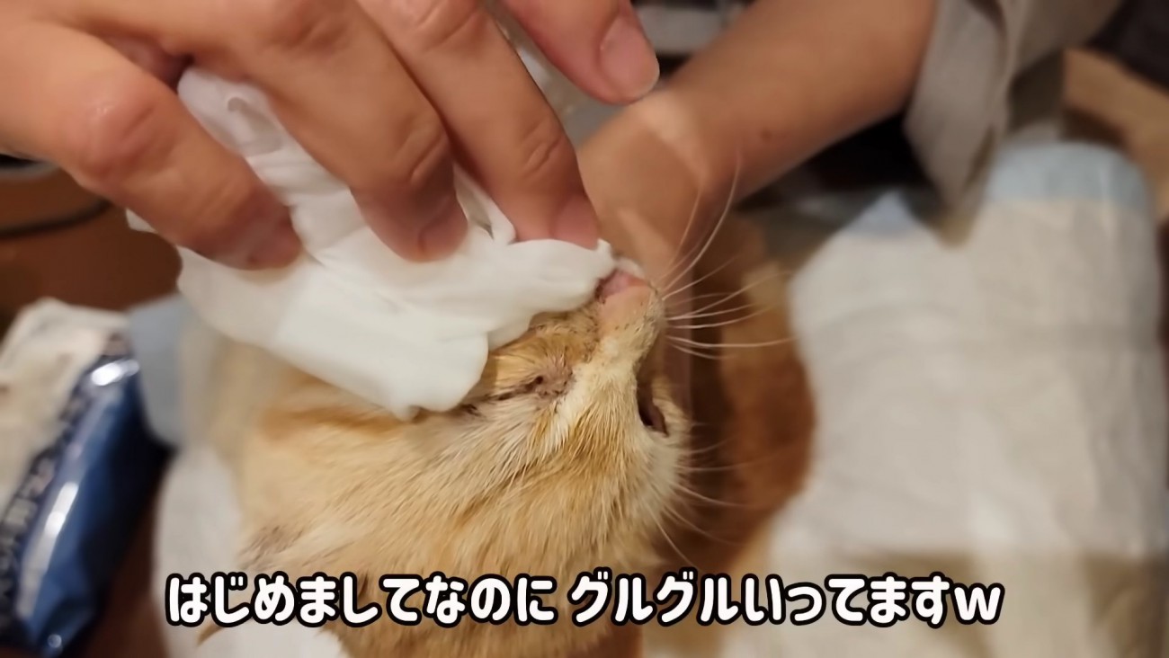顔を拭かれる子猫