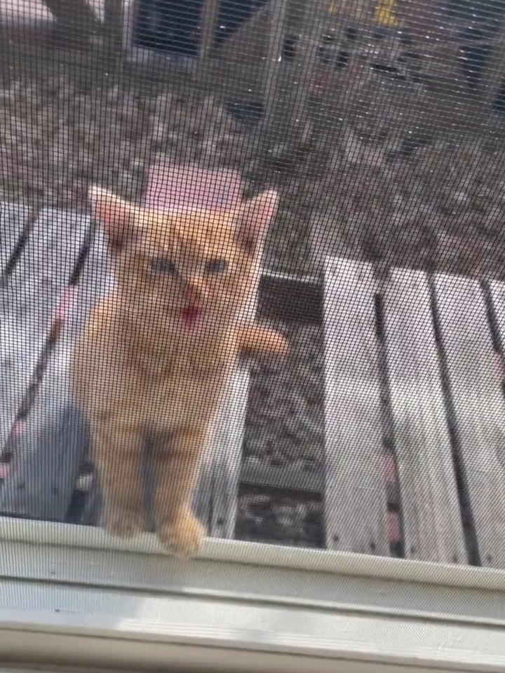 外で鳴いている子猫