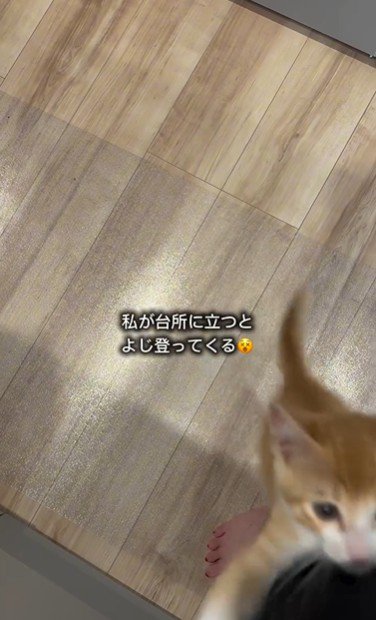 人の足によじ登っている子猫