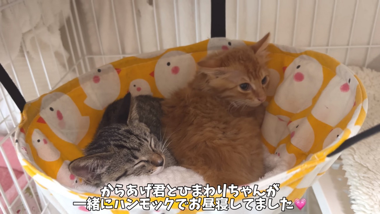 からあげくんとひまわりちゃん