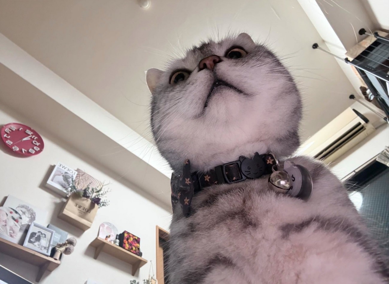 下から見た猫の顔