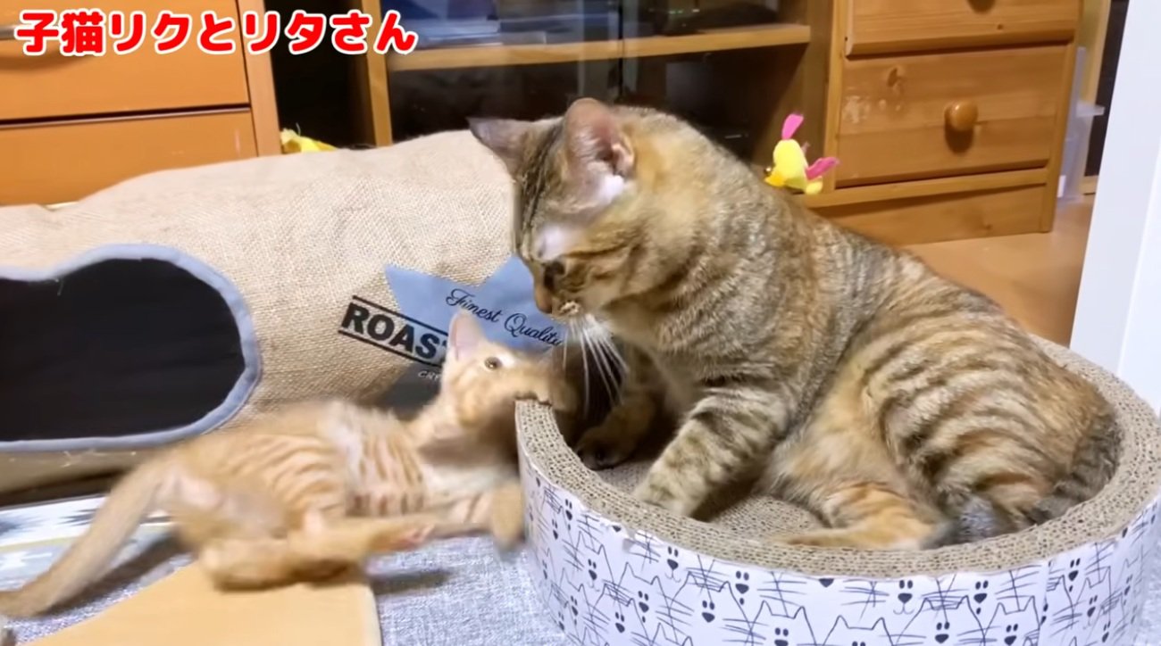 子猫と遊ぶ大人の猫